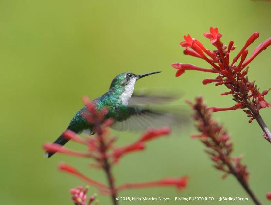 © Hilda Morales-Nieves